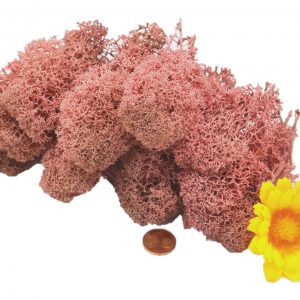 Muwse Islandmoos Rosa 25 g Maßstab Spur G Modellbau